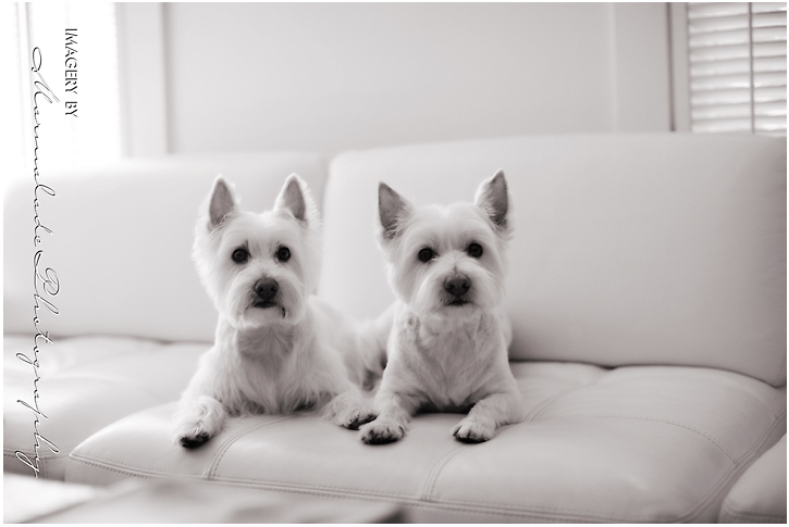 photography-of-dogs-pets-on-location-chicago