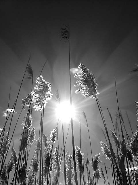 creative-shooting-techniques-camera-phone