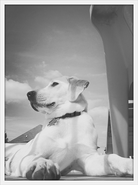 camera-phone-photos-done-right