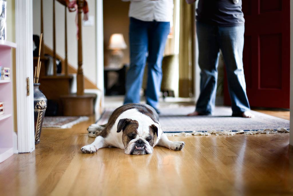 Photograph of a family pet bull dog during an on location photo session on location in the North Suburbs