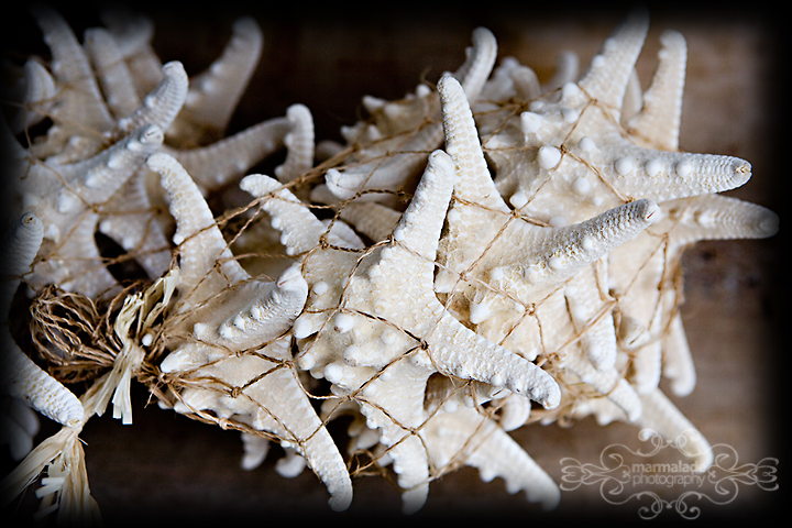 conch shells